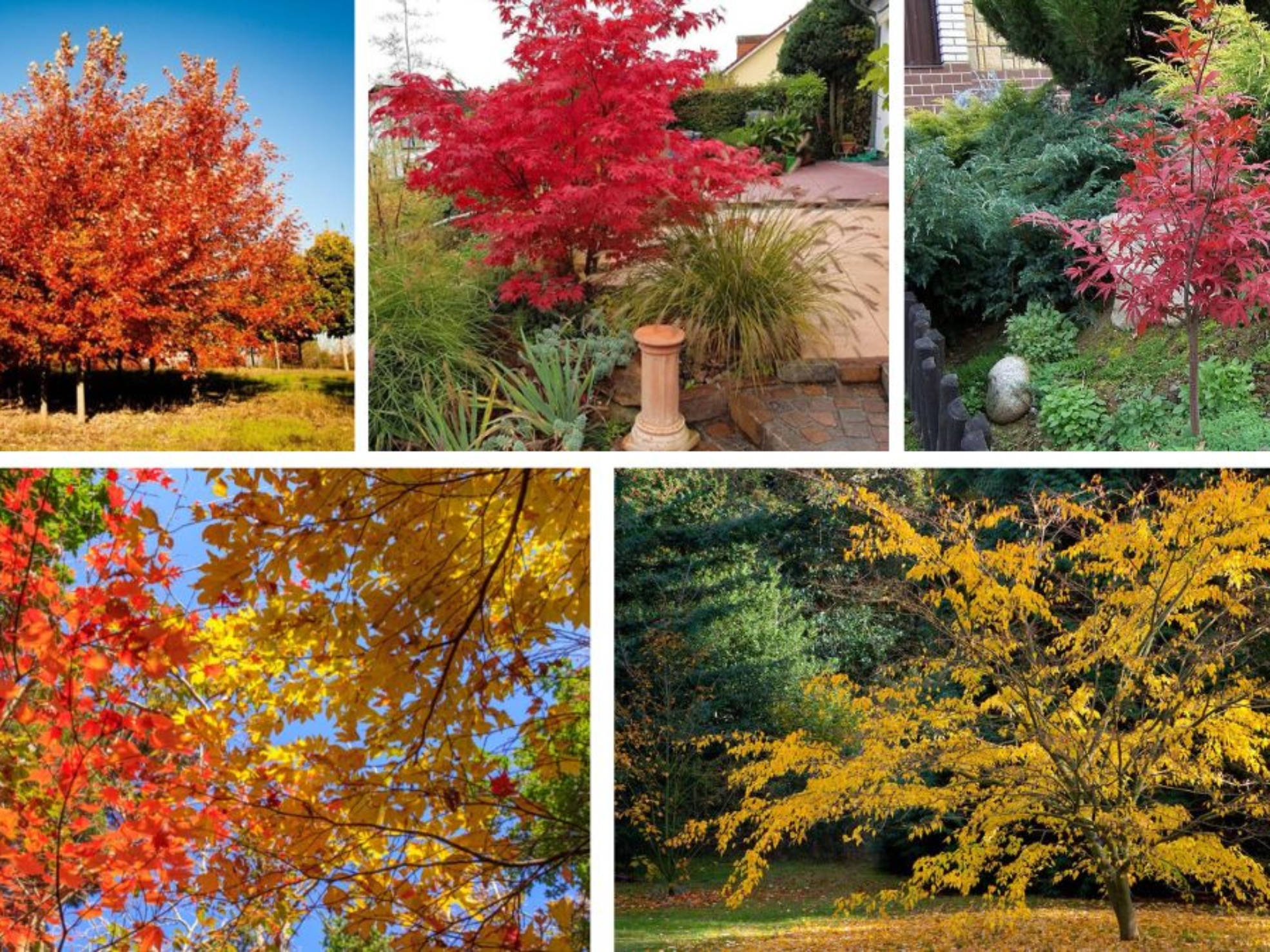 Trees That Bring Autumn Colors to Small Spaces