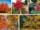 Trees That Bring Autumn Colors to Small Spaces