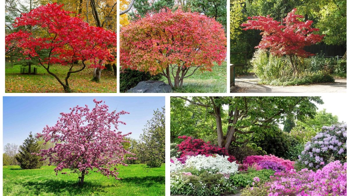 Shade-Tolerant Trees That Work in Compact Gardens