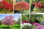 Shade-Tolerant Trees That Work in Compact Gardens