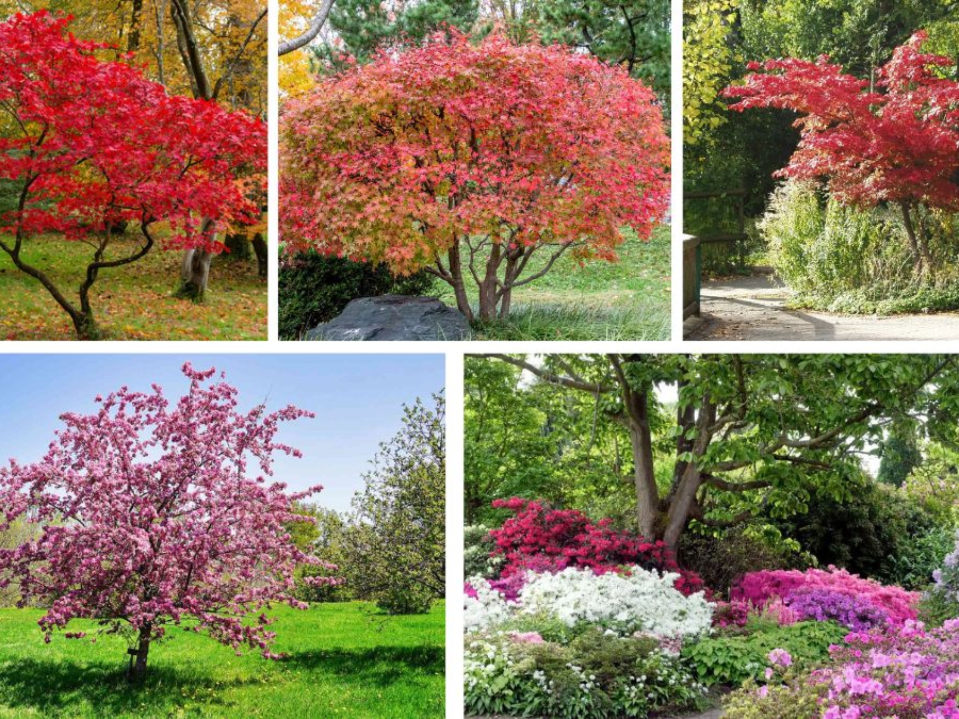 Shade-Tolerant Trees That Work in Compact Gardens
