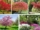 Shade-Tolerant Trees That Work in Compact Gardens