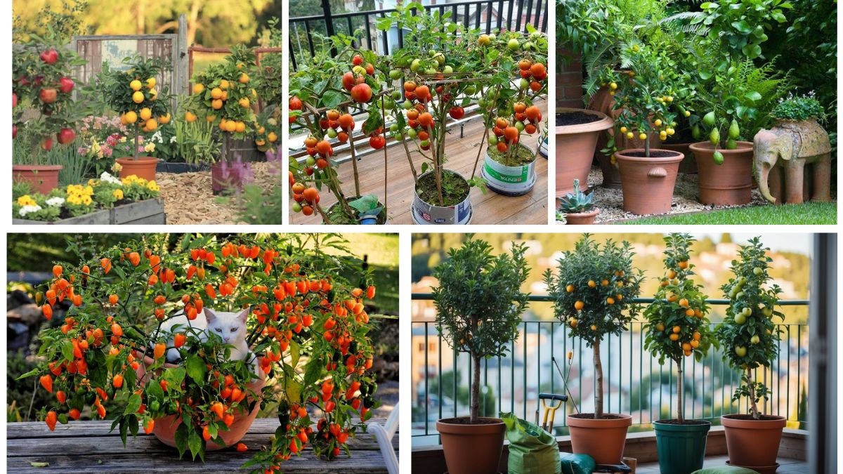 Balcony-Friendly Fruit Trees That Actually Bear Harvests