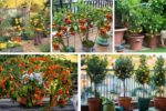 Balcony-Friendly Fruit Trees That Actually Bear Harvests