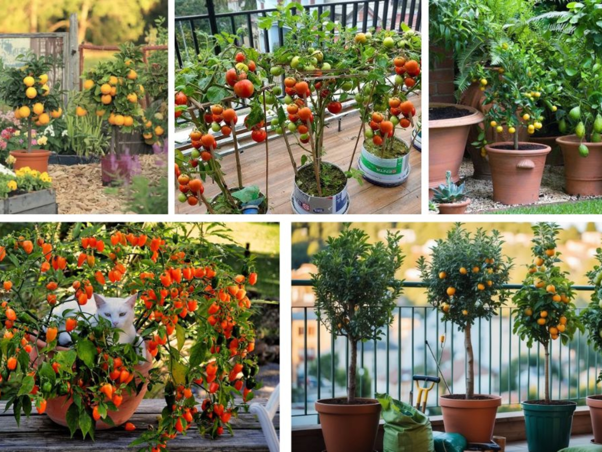 Balcony-Friendly Fruit Trees That Actually Bear Harvests