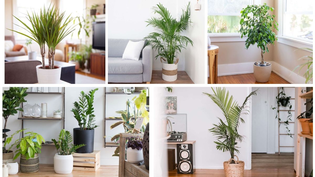 Small Trees That Add Tropical Flair Indoors