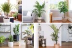 Small Trees That Add Tropical Flair Indoors