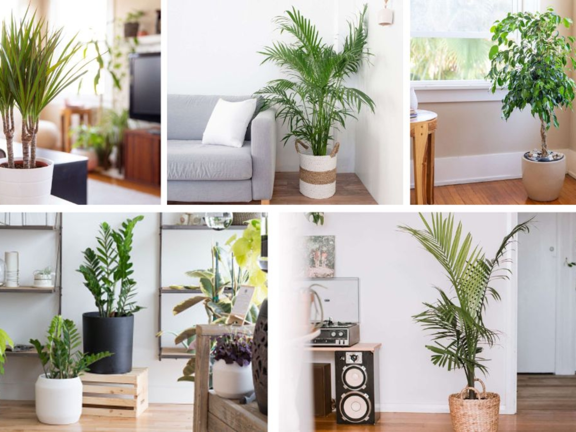 Small Trees That Add Tropical Flair Indoors