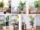 Small Trees That Add Tropical Flair Indoors